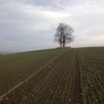 3-lípy-uprostřed-pole